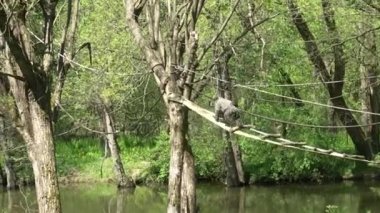 Kolombiyalı Wolly Monkey, lagothrix lagothrix lagothricha lugens, Yetişkin Asılan Dallar