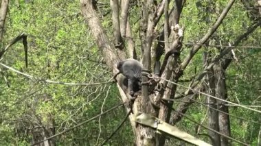 Kolombiyalı Wolly Monkey, lagothrix lagothrix lagothricha lugens, Yetişkin Asılan Dallar