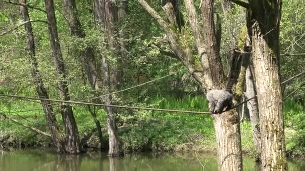 Monyet Wolly Kolombia Lagothrix Lugens Lagothricha Dewasa Tergantung Dari Ranting — Stok Video