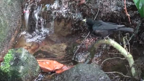 熱帯の庭で黒い鳥の入浴 カフカスの追悼式 — ストック動画