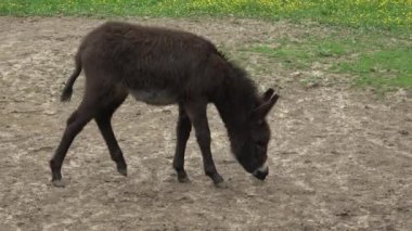 Yerde yürüyen bebek eşek, Equus asinus