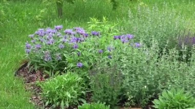 bir çim üzerinde çok renkli flowerbed.