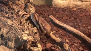 Kraliyet piton ya da piton piton rejiminin başına yakın çekim