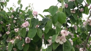 Quince 'in çiçek açan dalı. Yapraklar ve çiçekler. Cydonia oblonga.