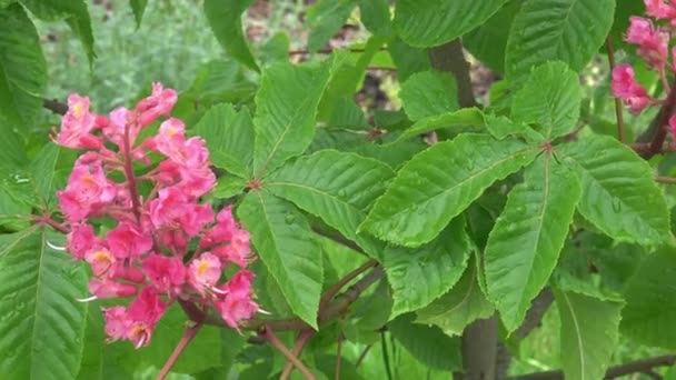 Blühender Zweig Der Roten Kastanie Blätter Und Blüten Rotkastanie — Stockvideo