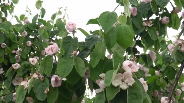 Kwitnąca Gałąź Pigwy Liście Kwiaty Cydonia Oblonga — Wideo stockowe