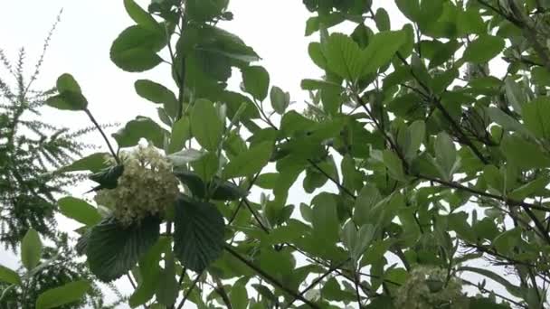 Květiny Veslují Jaře Bílé Květy Stromu Sorbus Aucuparia — Stock video