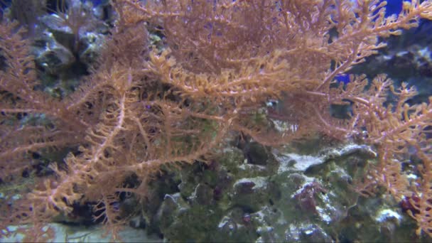 珊瑚礁水族馆的海葵 — 图库视频影像
