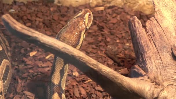 Gros Plan Tête Python Royal Python Billes Python Regius — Video
