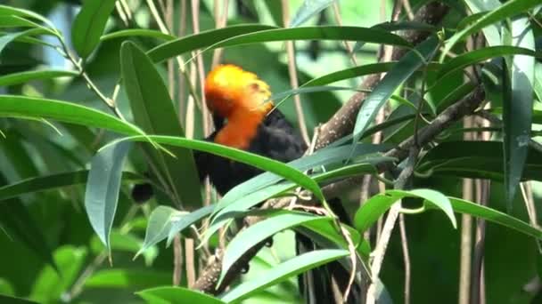 分枝上的黄头黑鸟黄花鱼 — 图库视频影像
