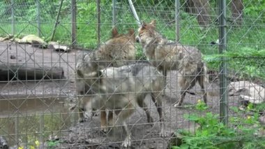Çitin arkasındaki Gri Kurt Ailesi (Canis lupus), tutsak bir hayvan.