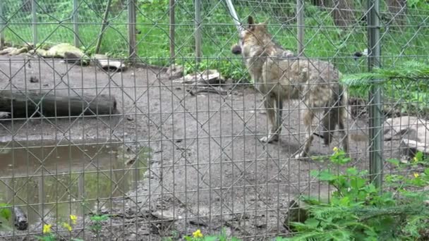 Familie Van Grijze Wolf Canis Lupus Achter Hek Gevangen Dier — Stockvideo