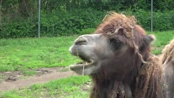 Brown Camel Eating Fresh Grass — Stock Video