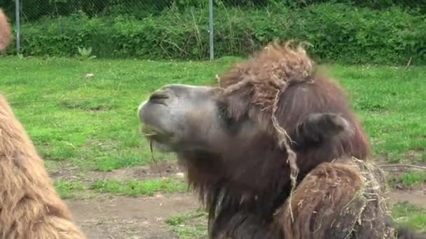 Καφέ Καμήλα Τρώει Φρέσκο Γρασίδι — Αρχείο Βίντεο