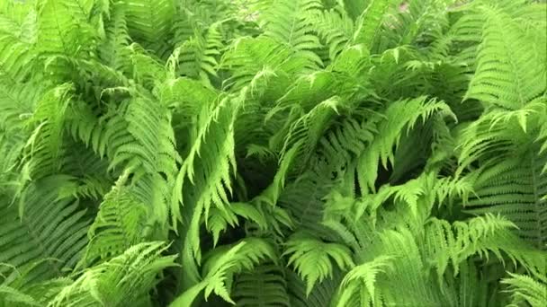 Nagy Zöld Növény Páfrány Polypodiopsida — Stock videók
