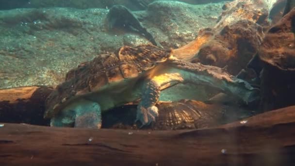 Alligator Sköldpadda Ett Akvarium — Stockvideo