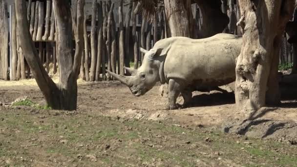 White Rhinoceros Ceratotherium Simum — Stock Video
