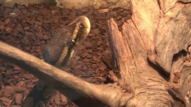 Kraliyet piton ya da piton piton rejiminin başına yakın çekim