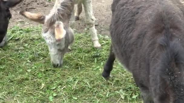 驴子在农场里吃草 — 图库视频影像