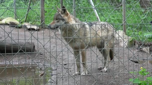 Οικογένεια Γκρίζου Λύκου Canis Lupus Πίσω Από Φράχτη Αιχμάλωτο Ζώο — Αρχείο Βίντεο