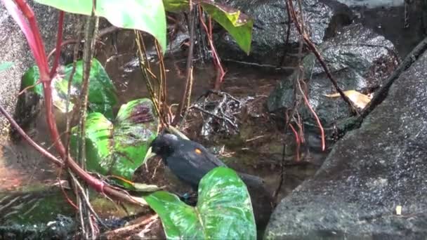 Černý Pták Koupající Tropické Zahradě Cacicus Haemorrhous — Stock video