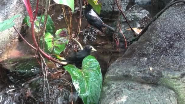 Černý Pták Koupající Tropické Zahradě Cacicus Haemorrhous — Stock video