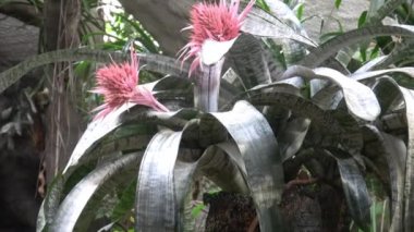 Güzel çiçek açan egzotik pembe bromeliad