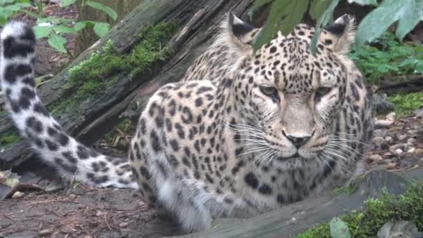 ペルシャヒョウ Panthera Pardus Saxicolor 本物の尊敬をもたらす壮大な動物です — ストック動画