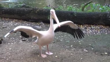 Beyaz pelikan (Pelecanus onocrotalus) kanatları açık ve yerde duruyor