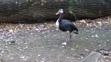 Kanatlı kaz (Plectropterus gambensis) kanatları açık ve yerde duruyor.