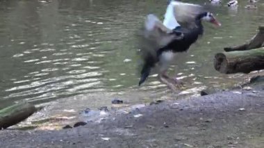 Kanatlı kaz (Plectropterus gambensis) kanatları açık ve yerde duruyor.