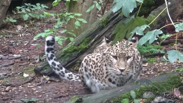 Leopardo Persa Panthera Pardus Saxicolor Magnífico Animal Del Que Procede — Vídeos de Stock