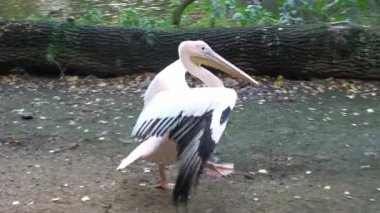 Beyaz pelikan (Pelecanus onocrotalus) kanatları açık ve yerde duruyor