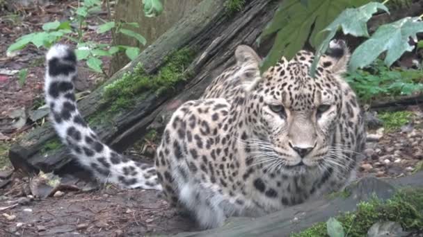 Persisk Leopard Panthera Pardus Saxicolor Ett Magnifikt Djur Från Vilket — Stockvideo