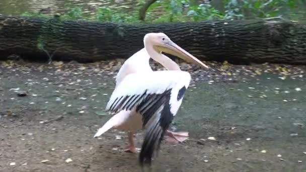 날개가 펼쳐지고 서있는 펠리컨 Pelecanus Onocrotalus — 비디오