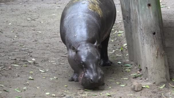 Close Pygmy Hippopotamus Walking Ground — Stock Video