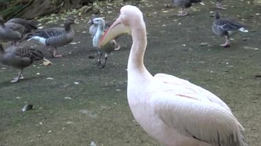 Beyaz pelikan (Pelecanus onocrotalus) ve yerde duruyor