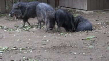 Chacoan peccary (Catagonus wagneri), tagua olarak da bilinir..