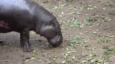 Yerde yürüyen bir pigme su aygırının yakınına.