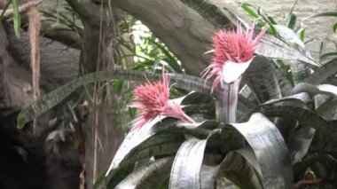 Güzel çiçek açan egzotik pembe bromeliad