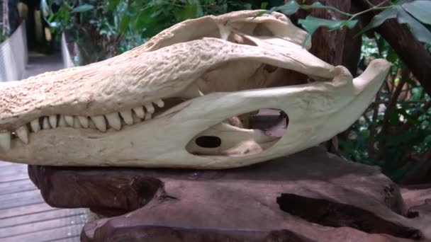 Exposed Head Crocodile Pedestal — Video Stock