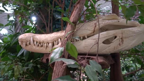 Exposed Head Crocodile Pedestal — Vídeos de Stock