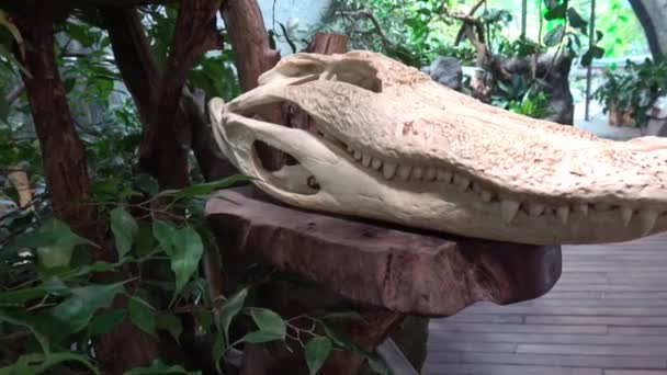 Exposed Head Crocodile Pedestal — Stockvideo