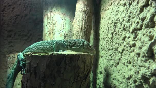Skink Green Lizard Standing Piece Wood — Αρχείο Βίντεο