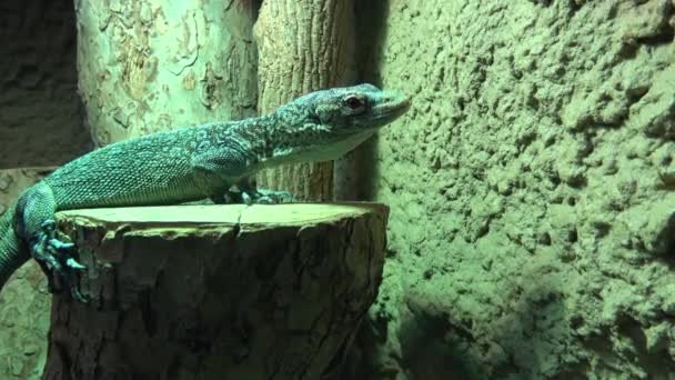 Skink Green Lizard Standing Piece Wood — Vídeo de Stock