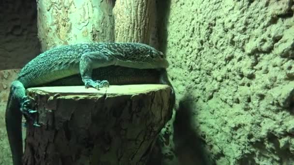 Skink Green Lizard Standing Piece Wood — стокове відео