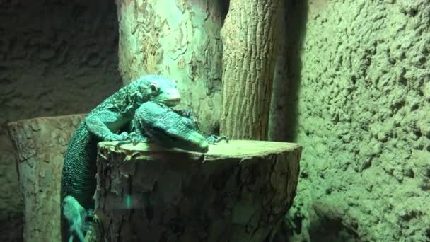 Skink Green Lizard Standing Piece Wood — Αρχείο Βίντεο
