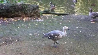 Greylag kaz (Anser anser) kapat