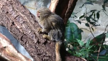 Doğu pigme marmoset (Cebuella pygmaea niveiventris)