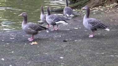 Greylag kaz (Anser anser) kapat